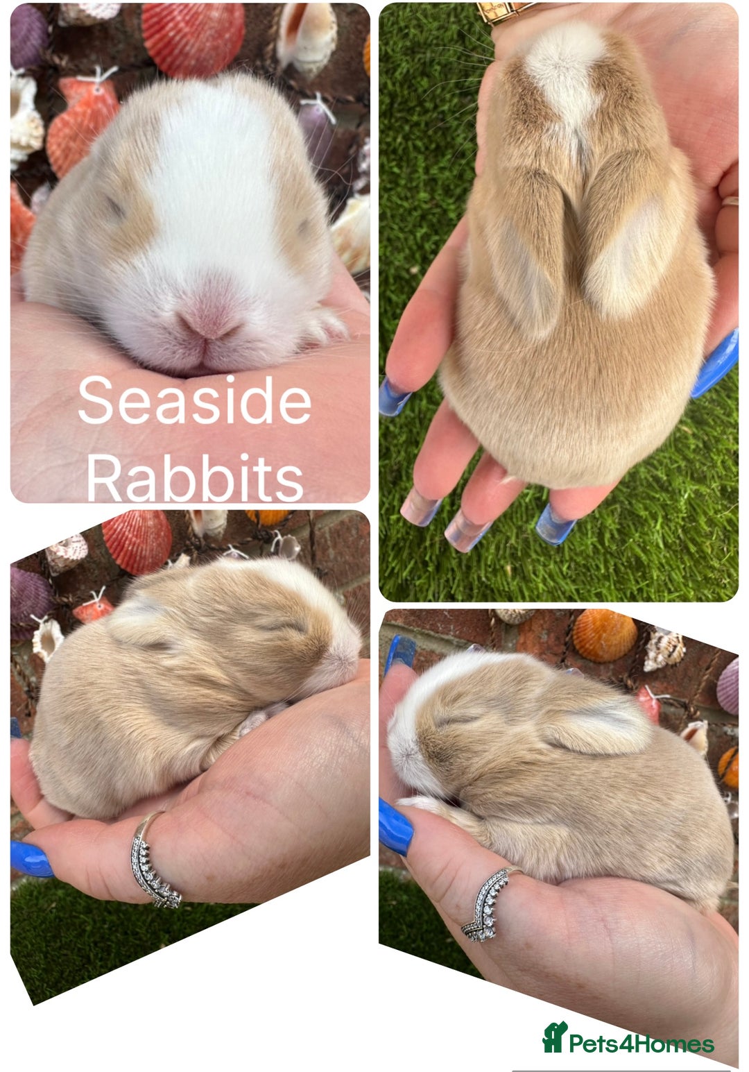 Mini Lop rabbits for sale: Stunning mini lops - Image 18