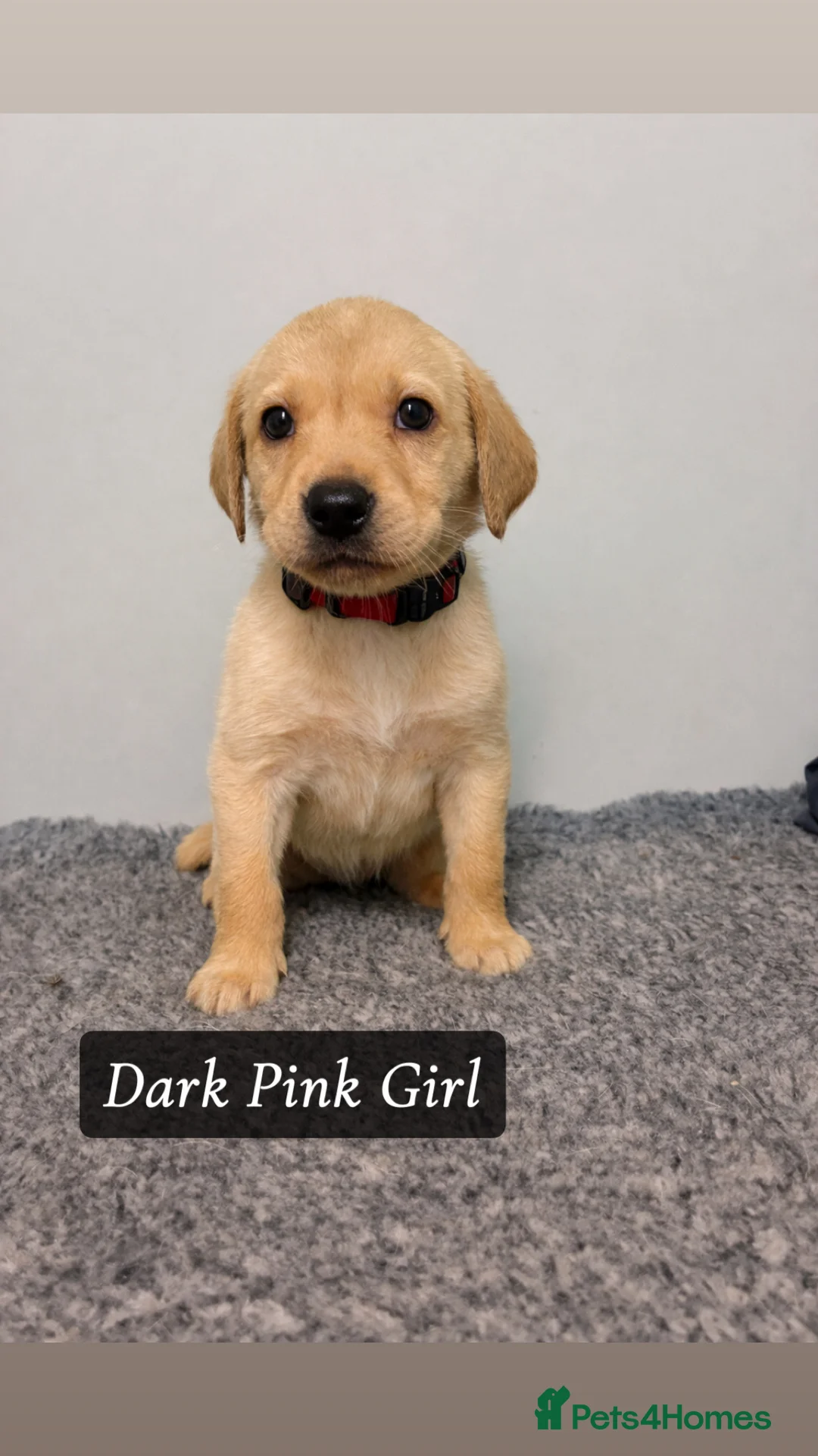 Labrador Retriever dogs for sale: 🐾 Exceptional KC Reg Labrador Puppies 🐾 - Advert 17