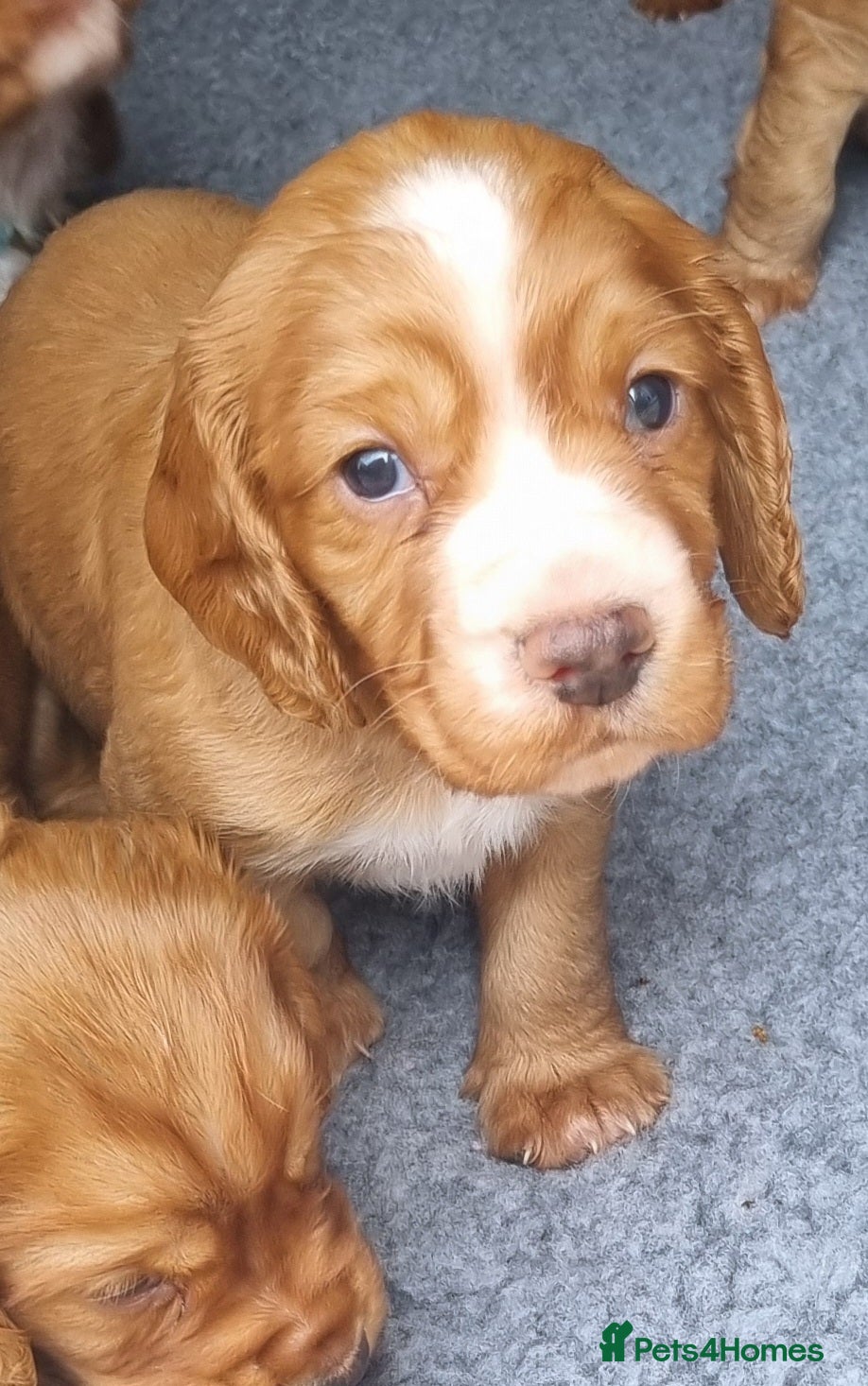 Cocker Spaniel dogs Adorable cocker spaniel puppies - Advert 2