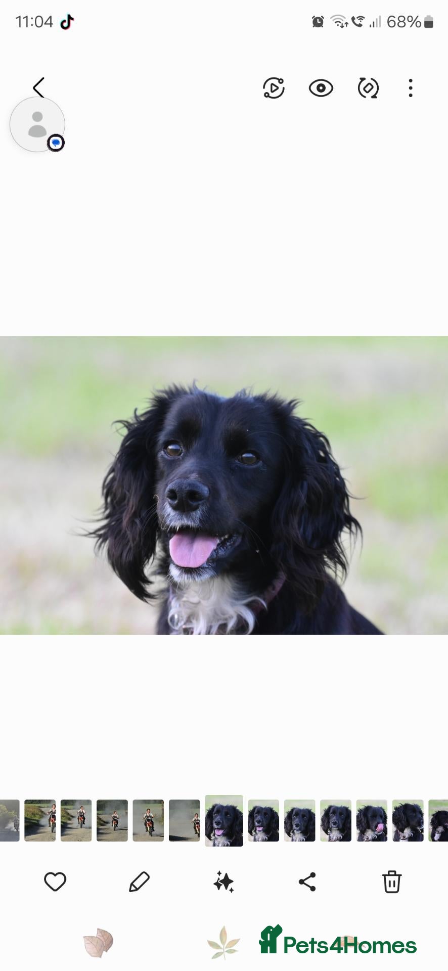 Cocker Spaniel dogs for sale: KC Working Cocker spaniel puppies - Advert 1