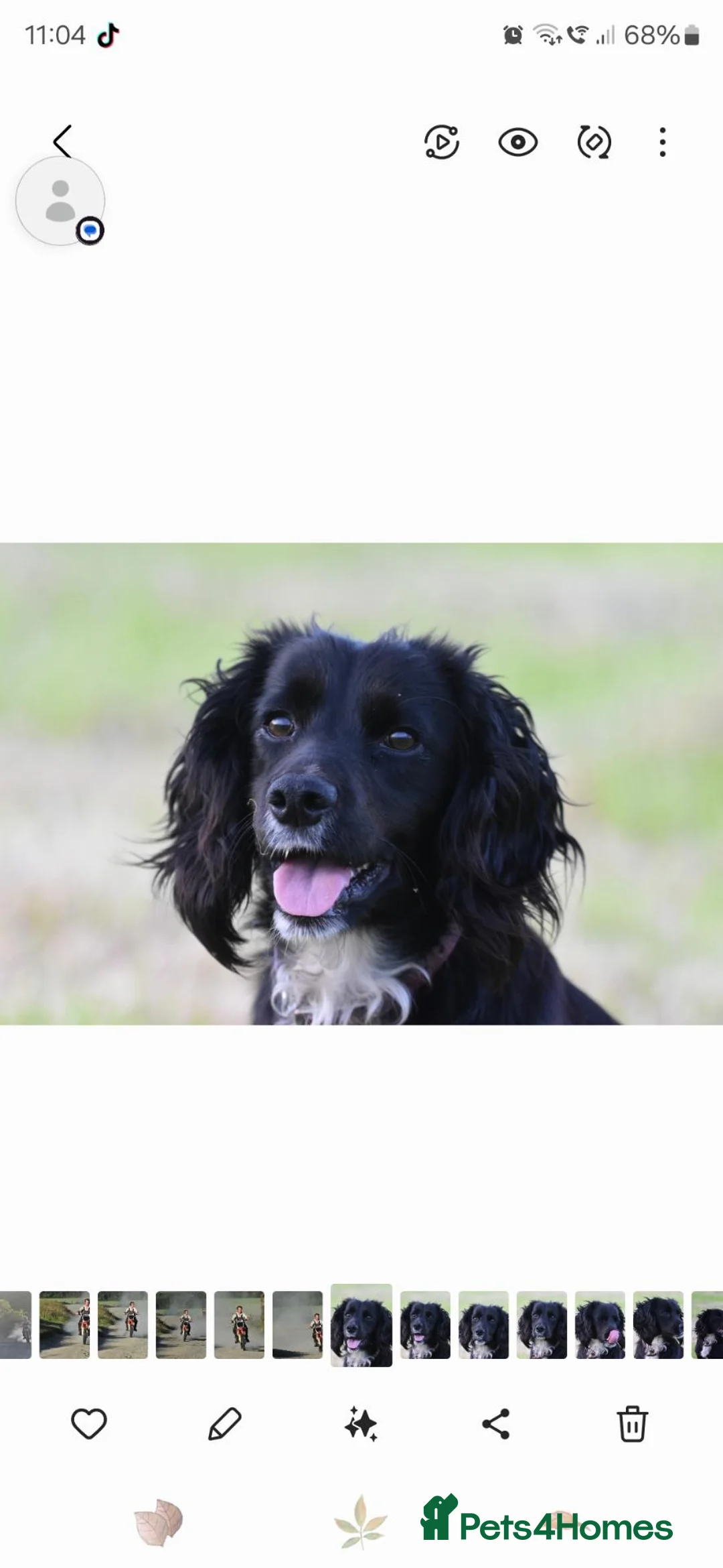 Cocker Spaniel dogs for sale: KC Working Cocker spaniel puppies - Advert 1