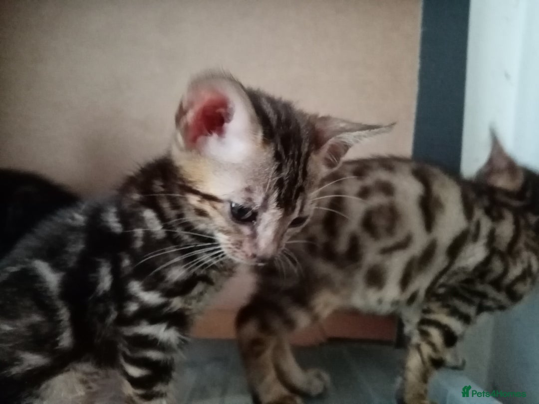 Bengal cats for sale: Beautiful Bengal Kittens - Image 1