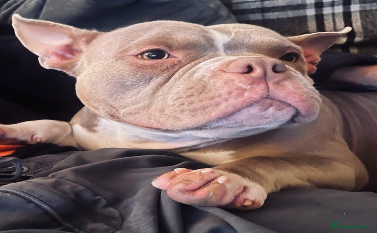 American Bully dogs - Advert 1