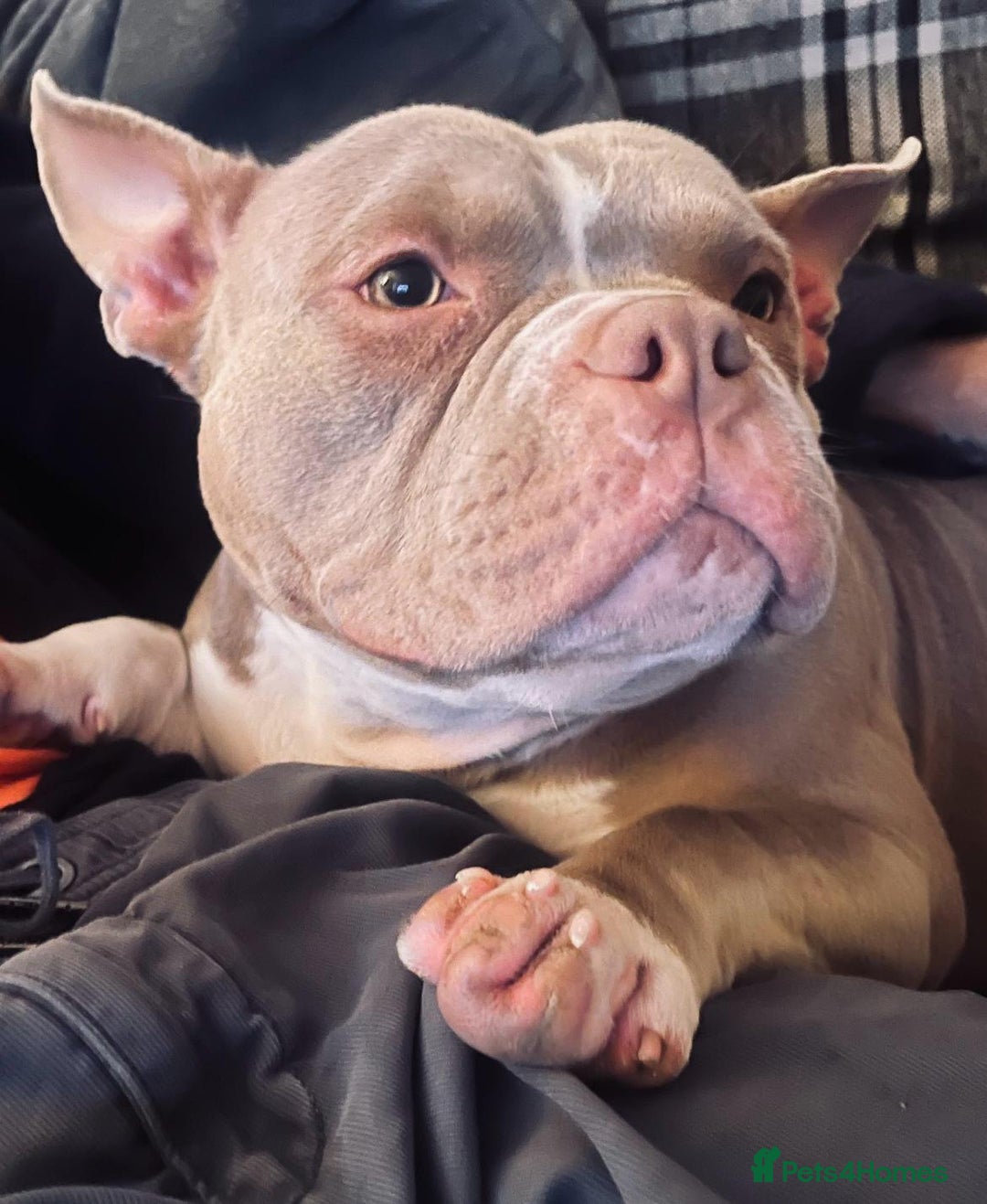 American Bully dogs for sale: American Pocket Bully - Image 1