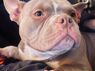 American Bully dogs - Advert 1