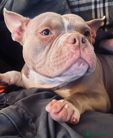 American Bully dogs - Advert 1