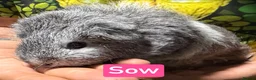 Guinea Pig rodents for sale: Breeding herd of Lunkarya - Advert 4