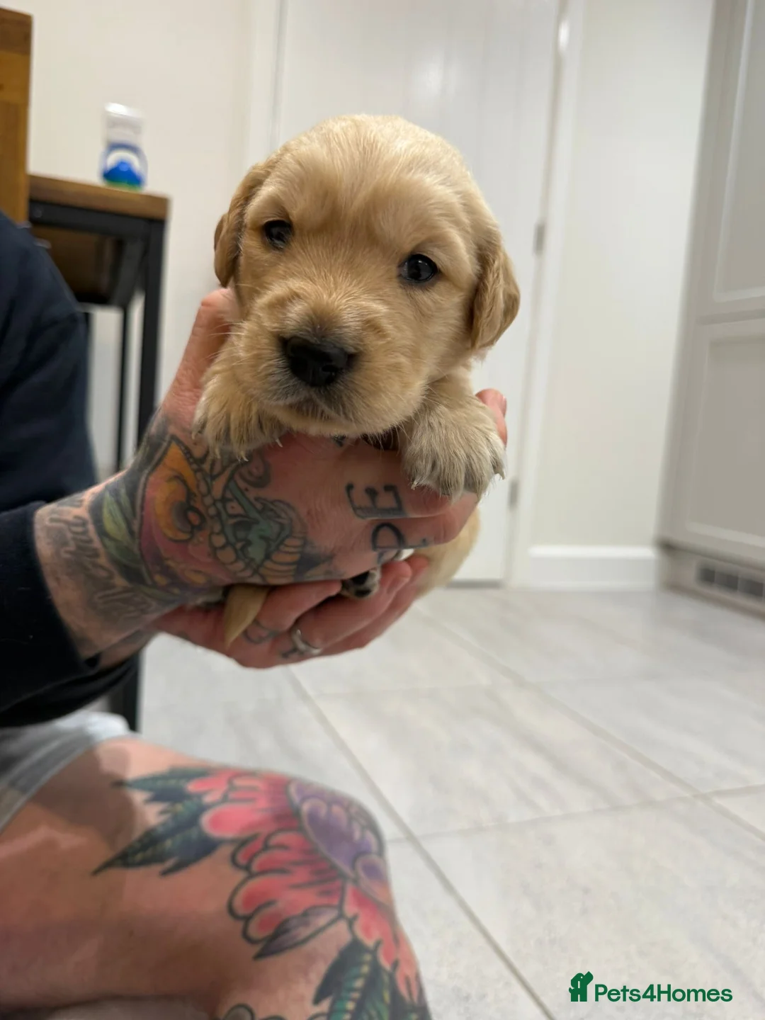 Goldador dogs for sale: Exceptional Goldadoor puppies! - Advert 4