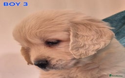 Golden Retriever dogs for sale: Show type Golden Retrievers health tested parents - Image 1