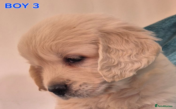 Golden Retriever dogs - Advert 3