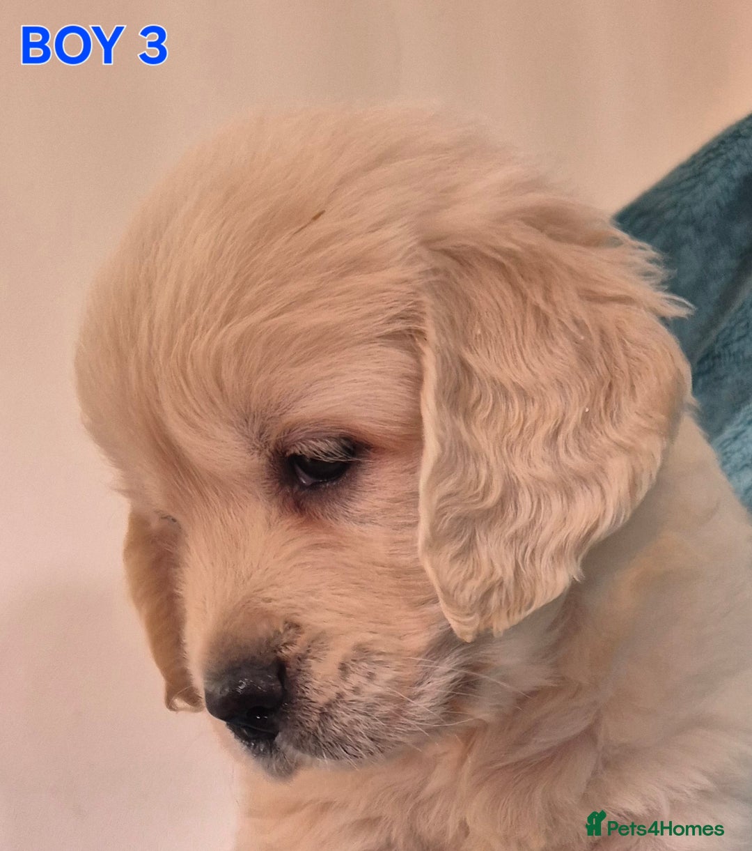 Golden Retriever dogs for sale: Show type Golden Retrievers health tested parents - Image 1