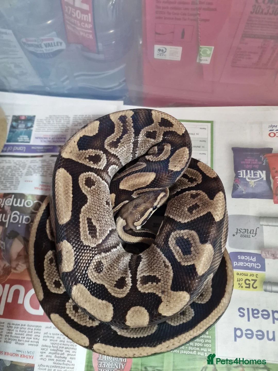 Boa Snake reptiles for sale: Breeding female boa - Advert 1