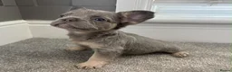 French Bulldog dogs for sale: 🎃🐾 FLUFFY FRENCH – READY 26TH OCTOBER! 🐾🎃 - Advert 6