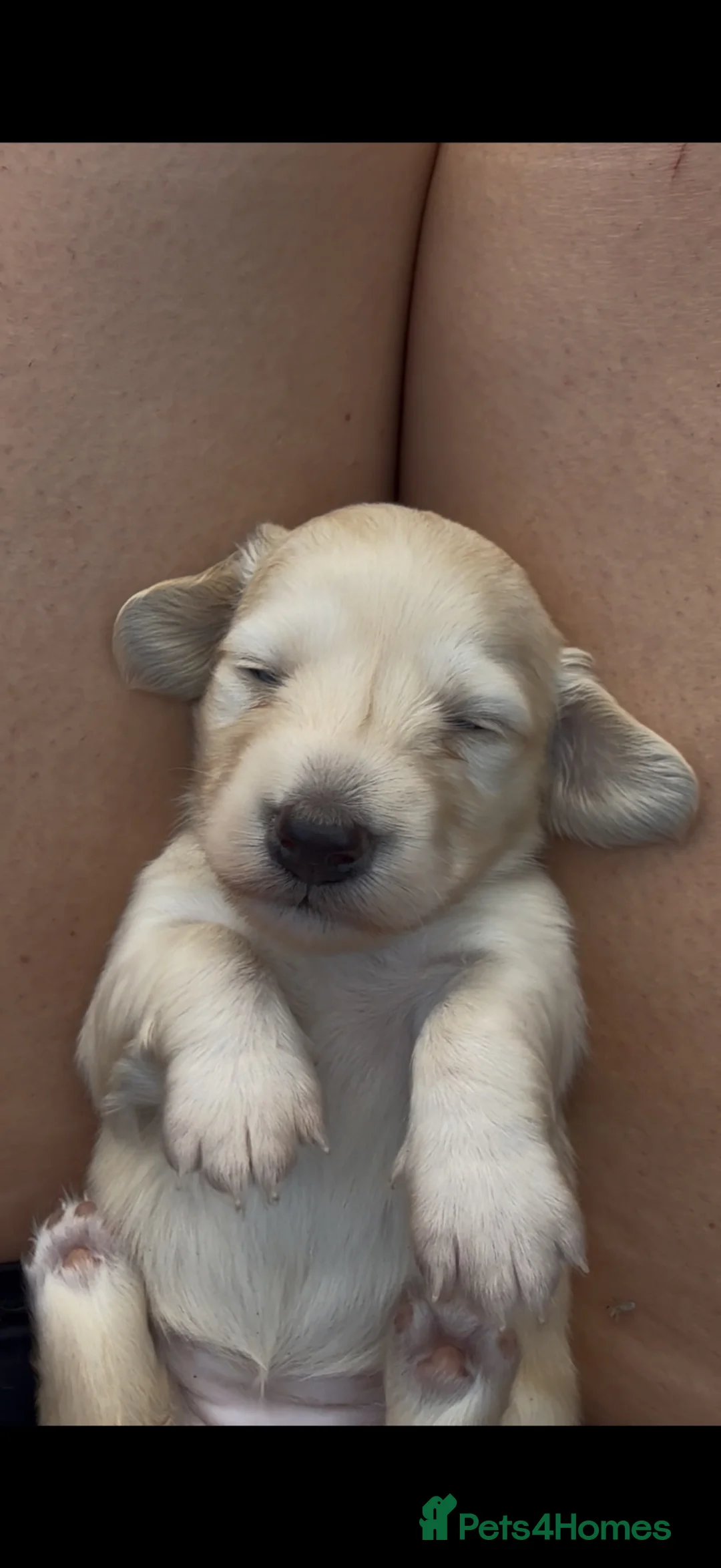 Dachshund dogs for sale: Long Haired Miniature Dachshund Puppies KC ✅ in Warrington - Advert 2