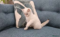 Scottish Fold cats for sale: Excellent Scottish straight kittens  - Image 33