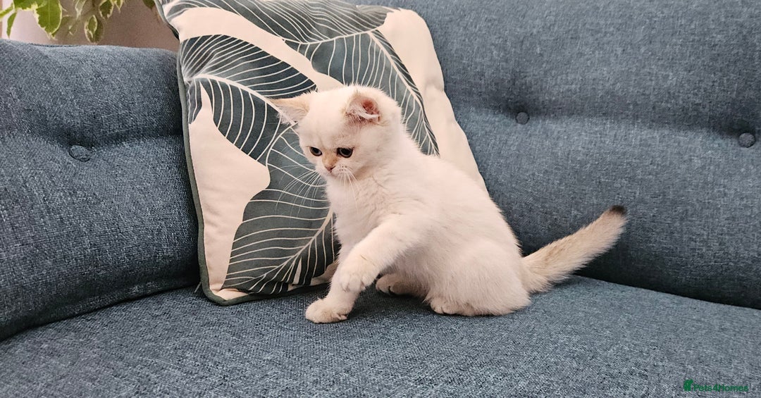 Scottish Fold cats for sale: Excellent Scottish straight kittens  - Image 33
