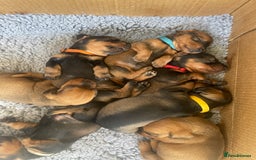 Dachshund dogs for sale: Excellence in every paw print Exceptional litter.  - Image 3