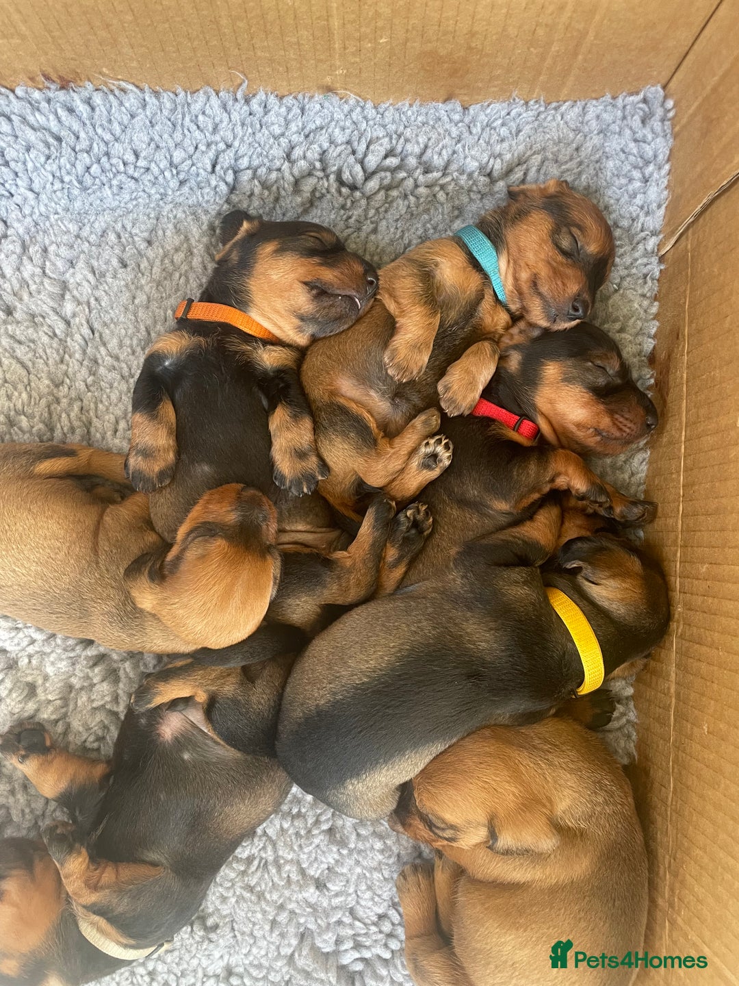 Dachshund dogs for sale: Excellence in every paw print Exceptional litter.  - Image 3