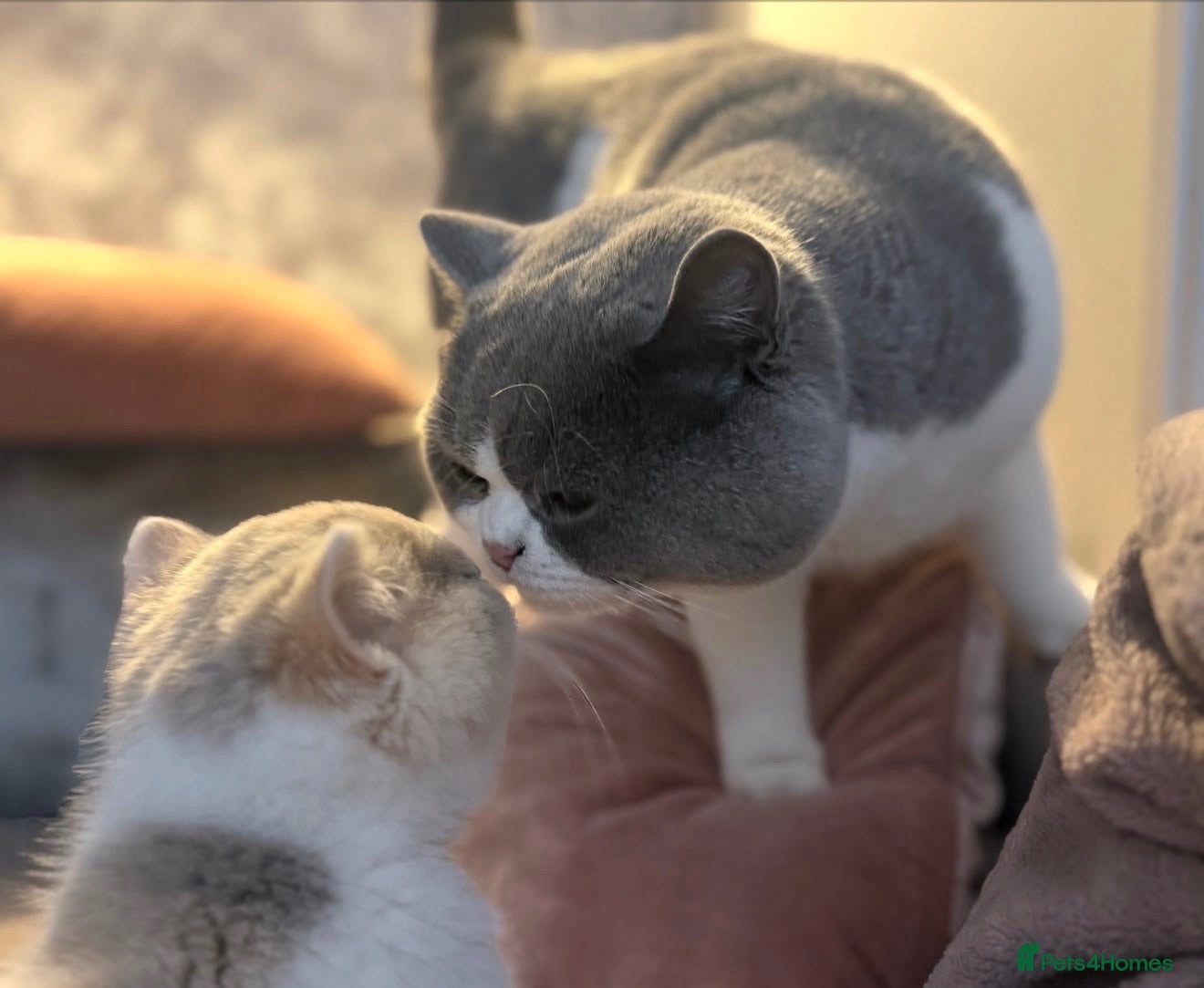 British Shorthair cats 🐾 Beautiful Blue & White BSH Boy 🐾 - Advert 2