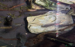 Piranhas fish for sale: 6 piranhas  - Image 3