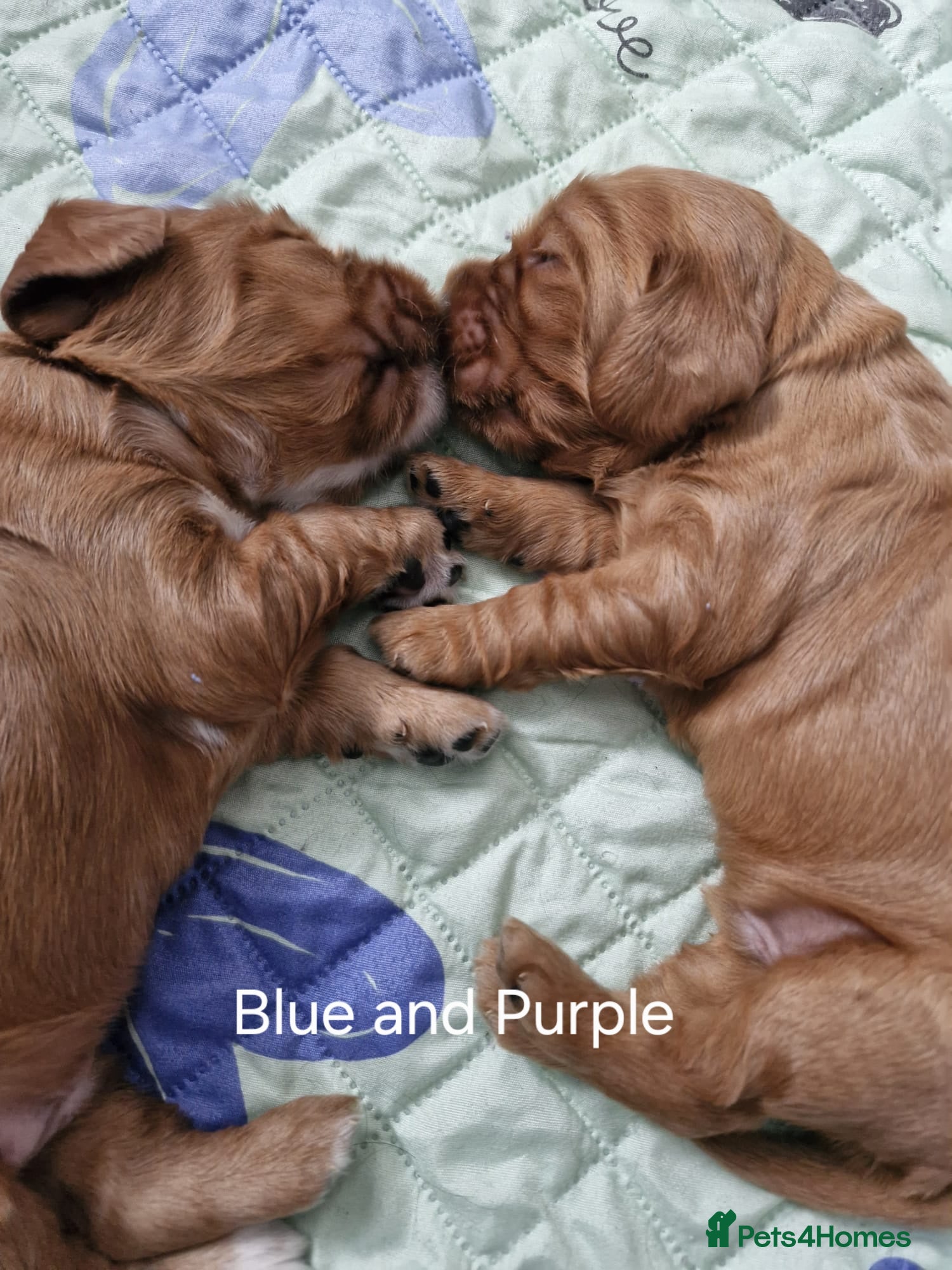 Cocker Spaniel dogs for sale: Show Cocker Spaniels Puppies in Witney - Advert 12