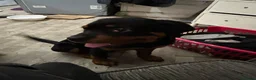 Rottweiler dogs for sale: (1 BOY) left READY TOGO Chunky Rottweilerfor sale - Advert 7