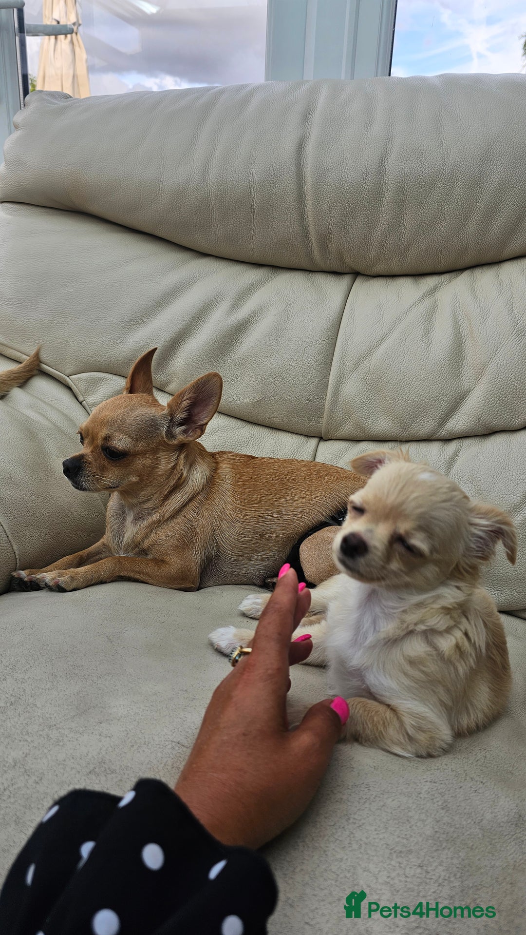 Chihuahua dogs for sale: Chihuahua long haired xs - Image 4