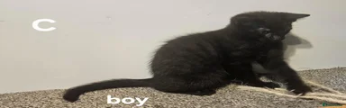 Maine Coon C
