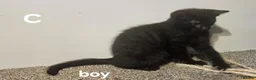 Maine Coon cats for sale: Maine coon cross kittens  - Advert 18