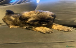 Shih Tzu dogs for sale: Shihtzu Puppies Available for reserve - Image 21
