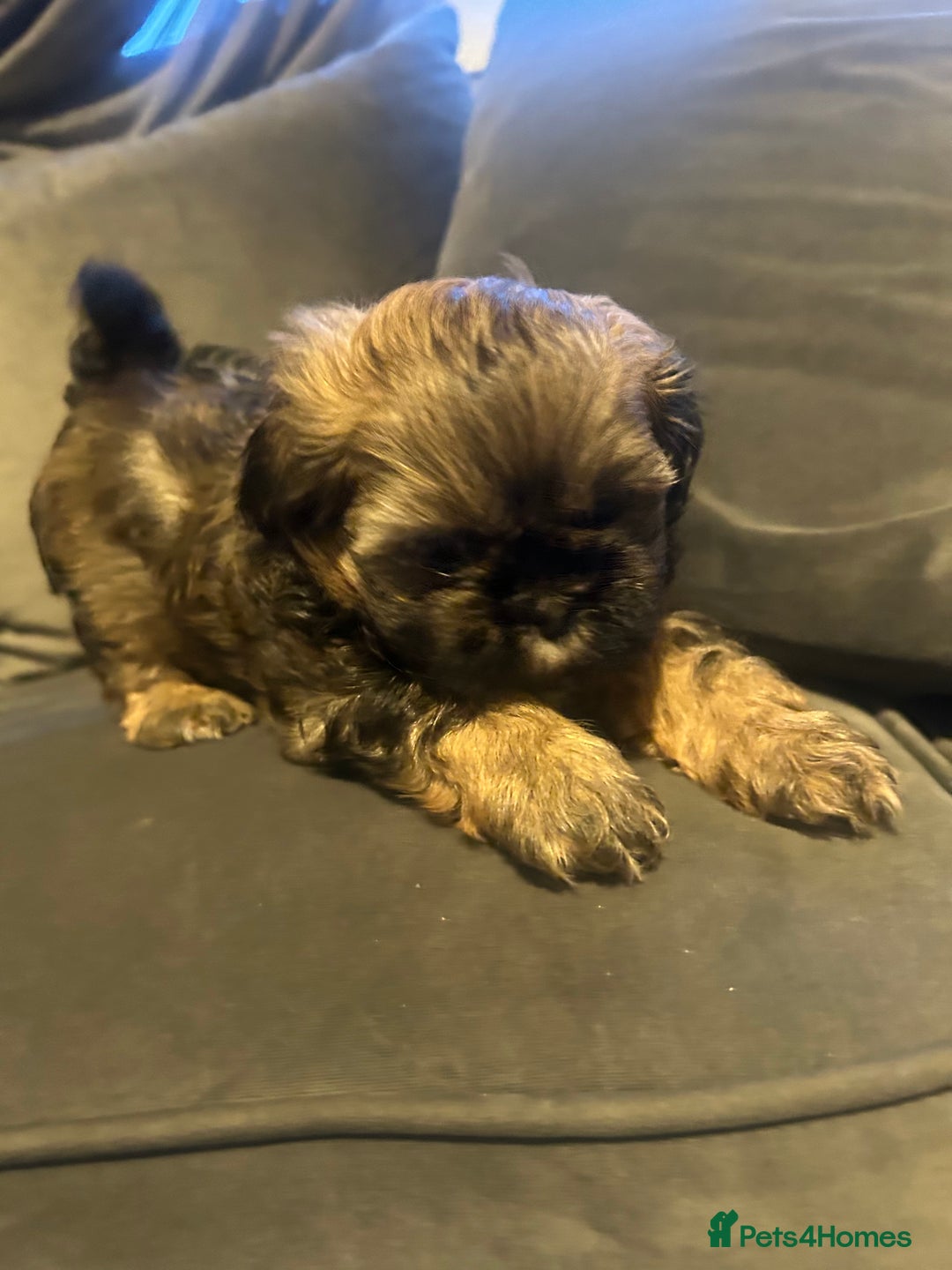 Shih Tzu dogs for sale: Shihtzu Puppies Available for reserve - Image 21