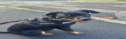 Rottweiler dogs for sale: 8 month old rottie  - Advert 2