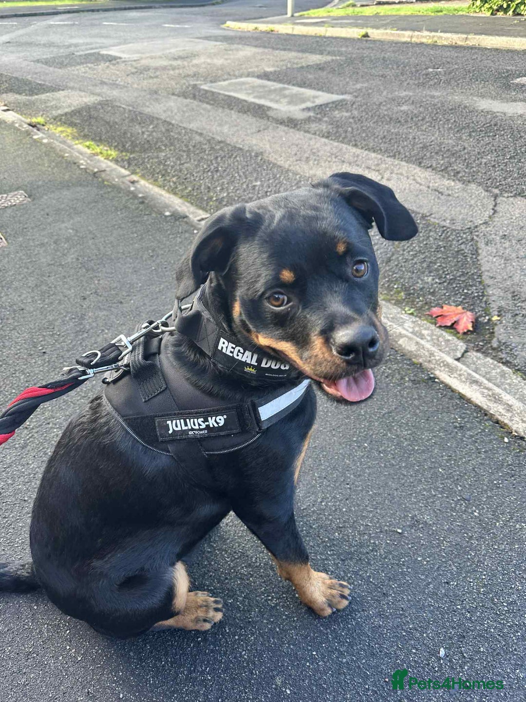 Rottweiler dogs for sale: 8 month old rottie  - Advert 2