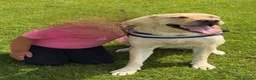 Labrador Retriever dogs for sale: Labrador bitch in Ballymena - Advert 4