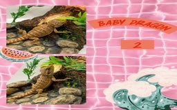 Bearded Dragon reptiles for sale: 🔥🔥🔥 BABY BEARDED DRAGONS 🔥🔥🔥 READY 2 GO 🔥🔥 - Image 5