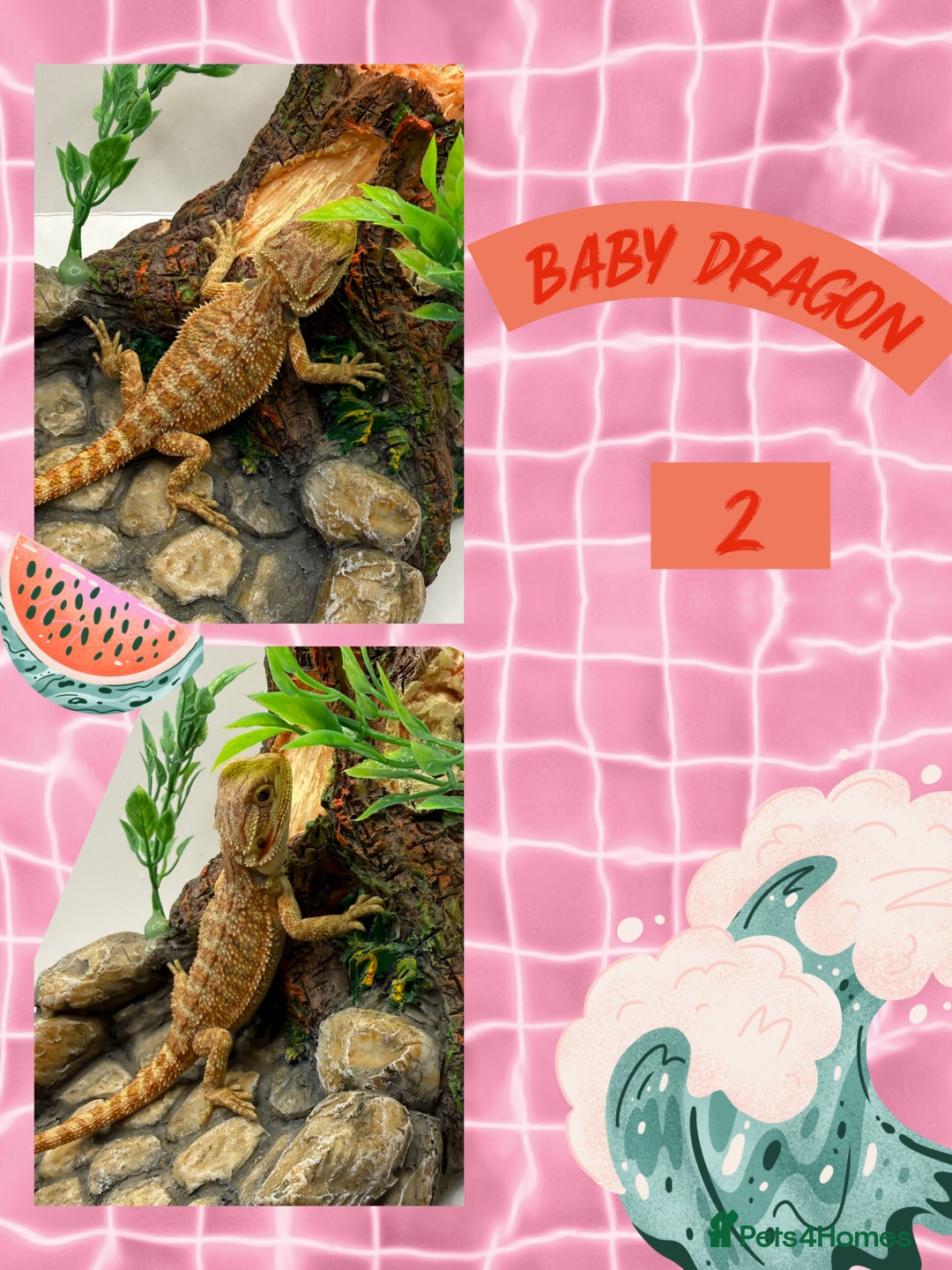 Bearded Dragon reptiles for sale: 🔥🔥🔥 BABY BEARDED DRAGONS 🔥🔥🔥 READY 2 GO 🔥🔥 - Image 5