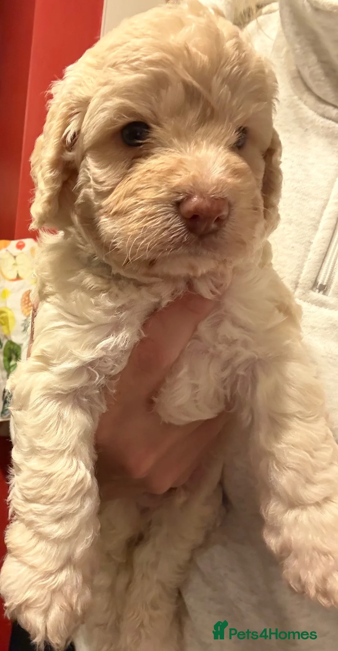 Cockapoo dogs for sale: F1 Cockapoo puppies  - Advert 2