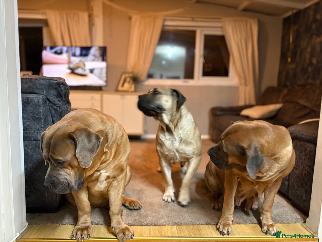 Boerboel dogs for sale: QUALITY NABBR REGISTERED PUPS!  - Advert 12