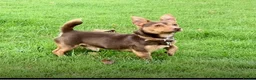 Jack Russell dogs for sale: Gorgeous Jack Russell Puppies  in Newbury - Advert 11