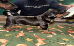 Dobermann dogs for sale: Stunning Top/Best Bloodline Dobermanns For Sale* - Advert 36