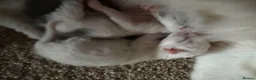 Mixed Breed cats for sale: Ragdoll X kittens for sale  - Advert 4