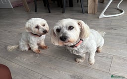 Maltese dogs for sale: Rehoming - Advert 3