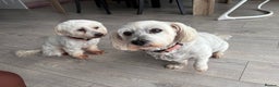 Maltese dogs for sale: Rehoming - Advert 3