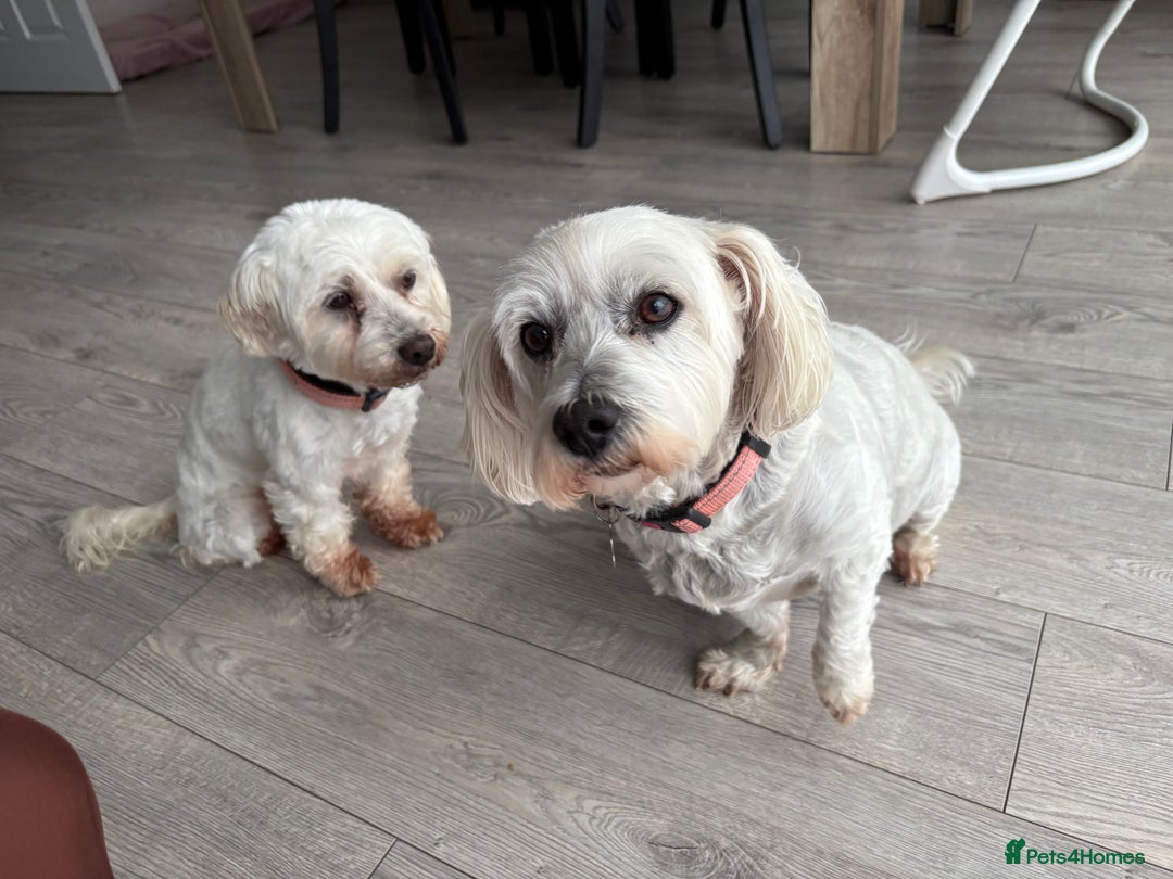 Maltese dogs for sale: Rehoming - Advert 3