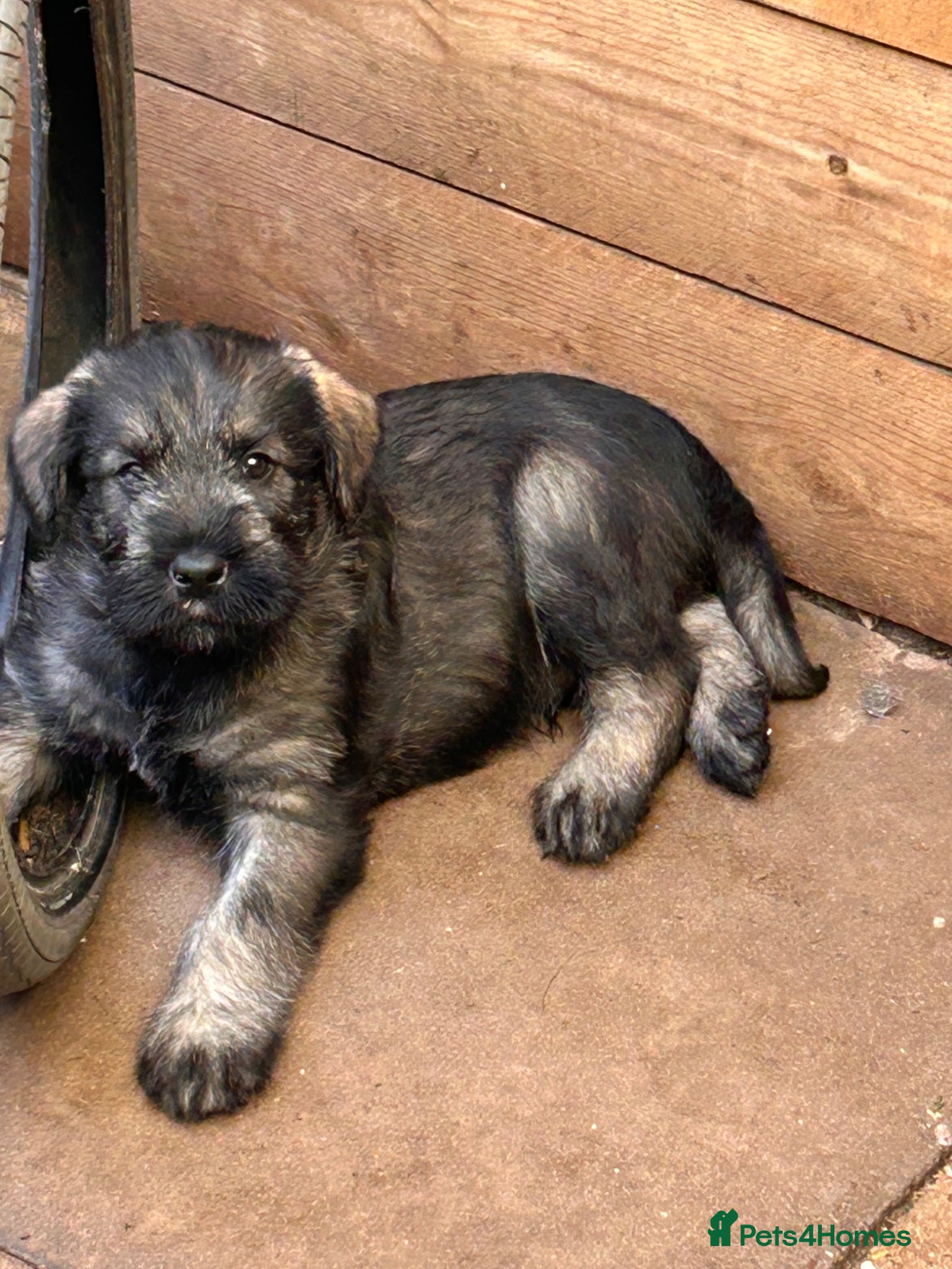 Giant Schnauzer dogs KC reg , Pepper and Salt giant schnauzer puppies. - Advert 1