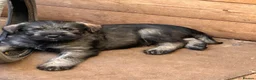 Giant Schnauzer dogs for sale: KC reg , Pepper and Salt giant schnauzer puppies. - Advert 4