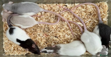 Rat rodents - Advert 13