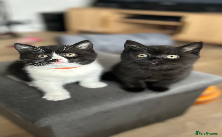 British Shorthair cats - Advert 8