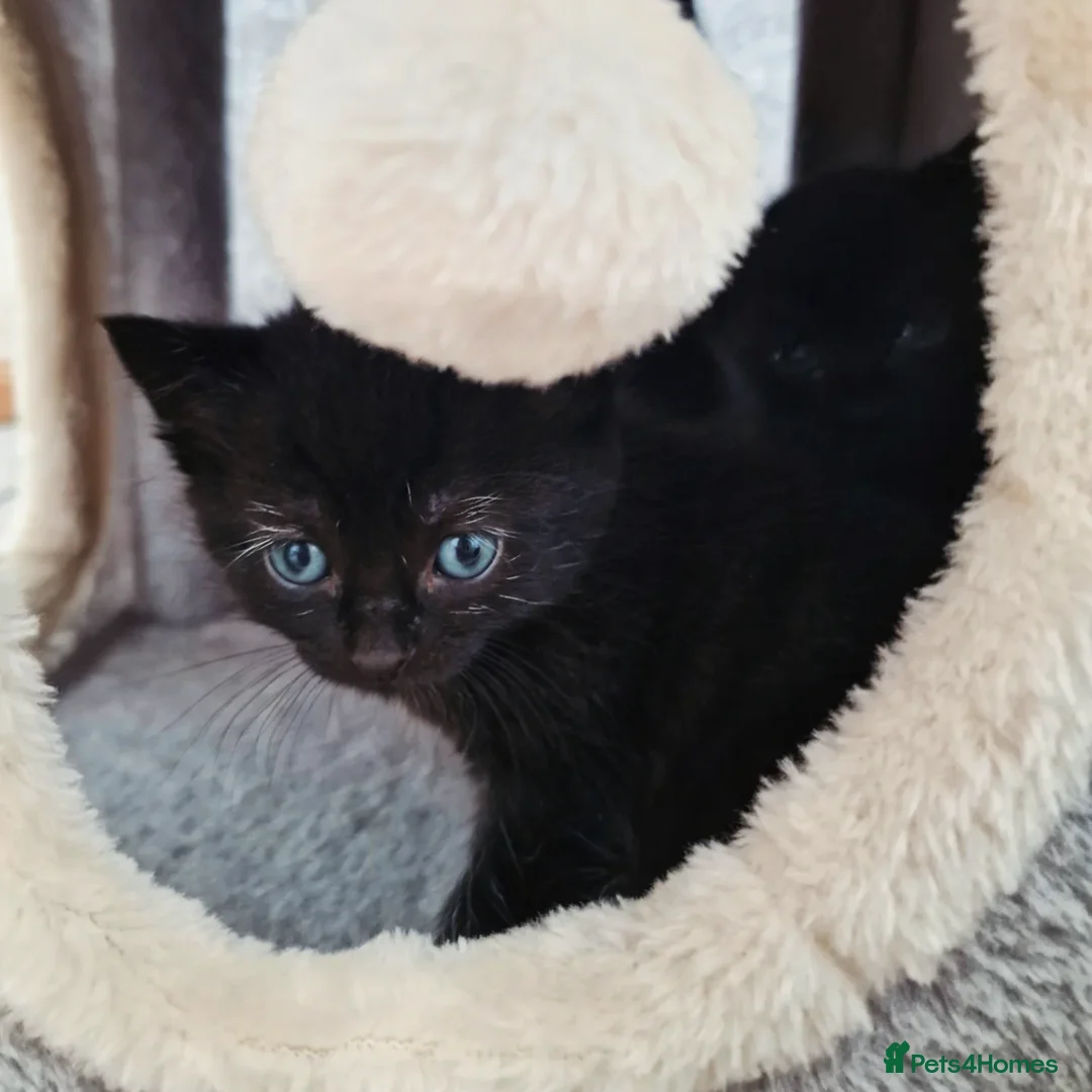 Mixed Breed cats for sale: Beautiful kittens for loving homes from 8th Aug  - Image 14