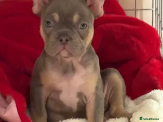 French Bulldog dogs Lilac and tan french bulldog - Advert 4